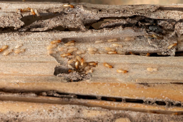 Best Best Pest Control Companies  in East Shoreham, NY